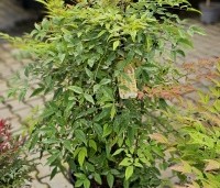 Nandina domestica - Hemelse bamboe - 2