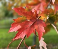 Acer x freemanii 'Autumn Blaze' - Acer x freemanii 'Autumn Blaze' (Jeffersred) - 3