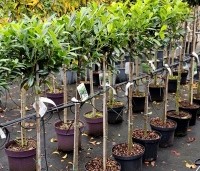 Prunus laurocerasus 'Caucasica' - Laurierkers - boompjes op 100 cm stam