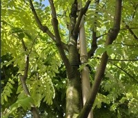 Sorbus aucuparia 'Wettra' - opgaand groeiende lijsterbes - 2