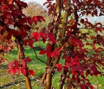 Acer Griseum herfstkleur