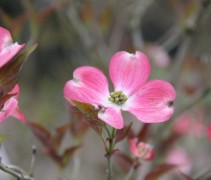 Cornus Florida Rubra
