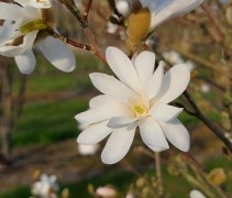 Magnolia stellata
