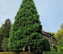 Sequoiadendron giganteum