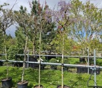 Wisteria sinensis 'Prolific' - Blauwe Regen - 1