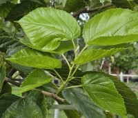 Morus rubra 'Wellington' - Moerbei, Wellington - 1