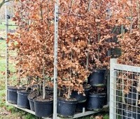 Fagus sylvatica - Groene beuk - 1