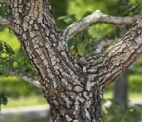 Quercus pubescens - Donzige eik - 5
