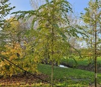 Styrax japonicus - Storaxboom - nov 2024