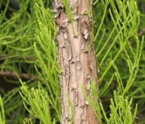 Taxodium distichum 'Nutans' jonge twijgen