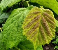 Corylus avellana 'Aurea' - Geelbladige hazelaar - zomer 2023