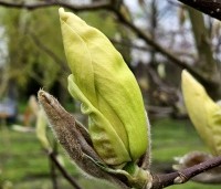 Magnolia brooklynensis 'Elizabeth' - Magnolia brooklynensis 'Elizabeth' - 3