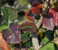 Crataegus prunifolia persimilis 'Splendens' - Pruimbladige meidoorn - 6