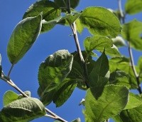 Malus dom. 'Notarisappel' - Malus dom. 'Notarisappel' - 1
