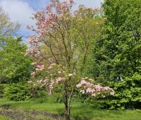 Cornus florida 'Cherokee Chief' - Veelbloemige kornoelje 'Cherokee Chief' - 4