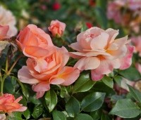 Rosa Aprikola - Bodembedekkende roos Aprikola - 1