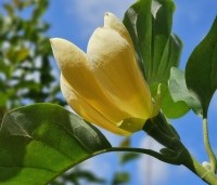 Magnolia x Brooklynensis 'Yellow Bird' - Magnolia 'Yellow Bird' - 5