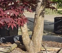 Acer palmatum 'Bloodgood' - Japanse esdoorn - 4