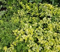 Euonymus fortunei 'Emerald'n Gold' - Kardinaalsmuts 'Emerald'n Gold' - 1