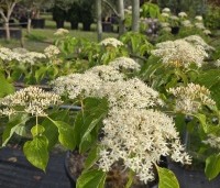 Cornus controversa - Reuzenkornoelje - 2