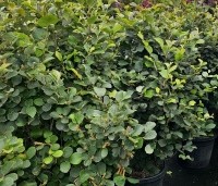 Fothergilla major - Lampepoetserstruik major - 1