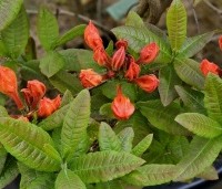 Rhododendron (AK)'Rumba' - Azalea 'Rumba' - 1