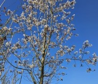 Amelanchier lamarckii - Krentenboompje - 3