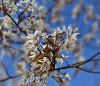 Amelanchier lamarckii - Krentenboompje - 4