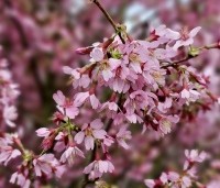 Prunus 'Okame' - Sierkers 'Okame' - 4