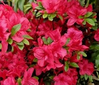 Rhododendron ''Moederkensdag' - Japanse azalea 'Moerderkensdag' - 1
