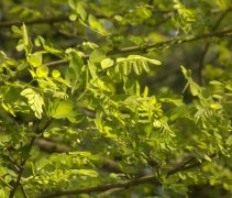 Robinia
