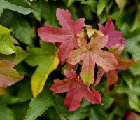 Liquidambar styraciflua 'Gum Ball' - Amberboom 'Gum Ball' - 4