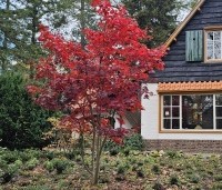 Acer palmatum 'Bloodgood' - Japanse esdoorn - november 2024 herfstkleur