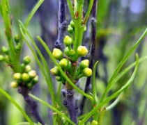 Frangula alnus 'Fine Line'