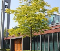 Gleditsia triacanthos Sunburst voor moderne architectuur