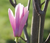 Magnolia Galaxy bloem