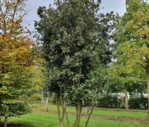 Quercus ilex