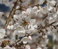 Prunus 'The Bride' - Wit bloeiende sierkers - 7