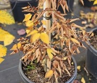 Carpinus betulus 'Lucas' - Zuilvormige haagbeuk - 1