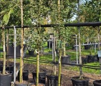 Laburnum anag. 'Yellow Rocket' - Laburnum anag. 'Yellow Rocket' - 3