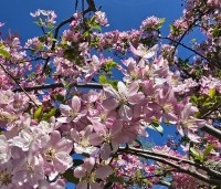 Malus floribunda - Sierappel - 1