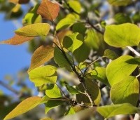 Syringa pekinensis 'Gimborn's China Pearl' - Chinese sering 'Gimborn's China Pearl' - 1