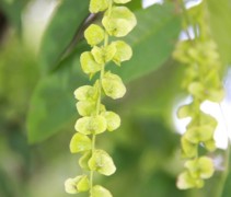 Pterocarya fraxinifolia vrucht