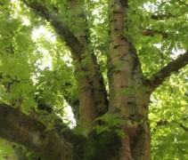 Quercus rubra stam 