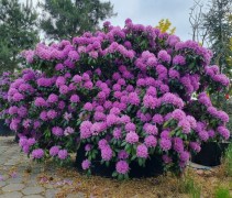 Rhododendron 'Catawbiense Grandiflorum' 