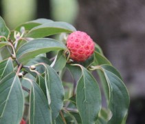 Cornus kousa Bultink's Giant Flower