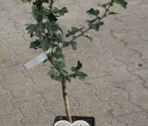 Crataegus media Paul's Scarlet