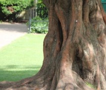 Metasequoia glyptostroboides