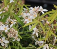 Choisya 'Aztec Pearl' - Mexicaanse Oranjebloesem - 2