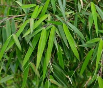Fargesia 'Rufa'